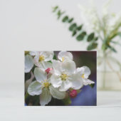 Apple Blossom Postkarte (Stehend Vorderseite)