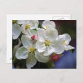 Apple Blossom Postkarte (Vorne/Hinten)