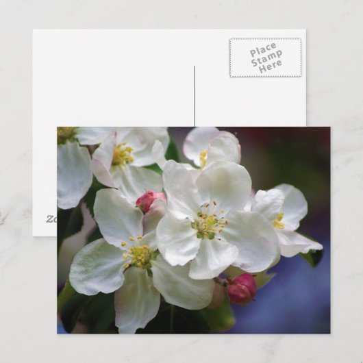 Apple Blossom Postkarte (Vorne/Hinten)