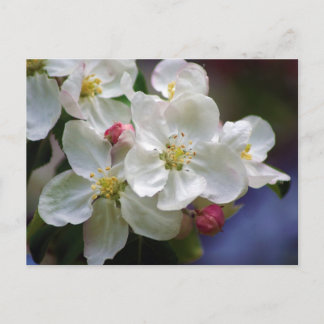 Apple Blossom Postkarte