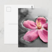 Apple Blossom Postkarte (Vorne/Hinten)