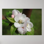 Apple Blossom Print 2 Poster (Vorne)