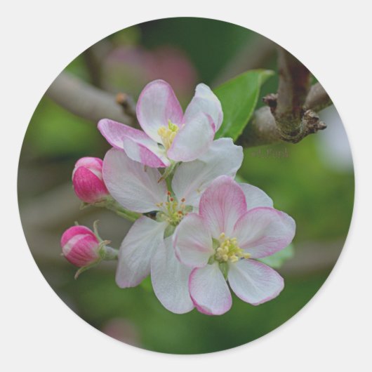 Apple Blossom Runder Aufkleber (Vorderseite)