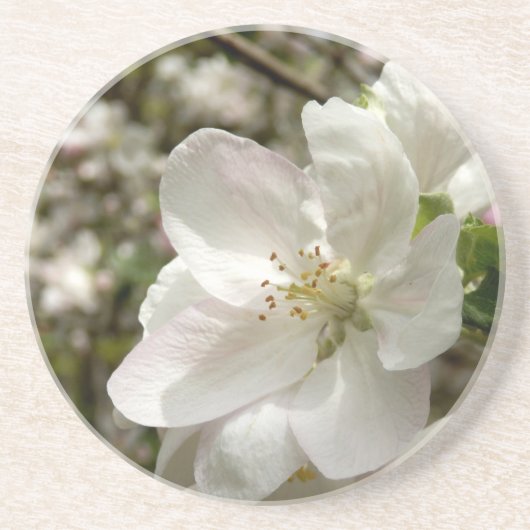 Apple Blossom Sandstone Untersetzer (Vorne)