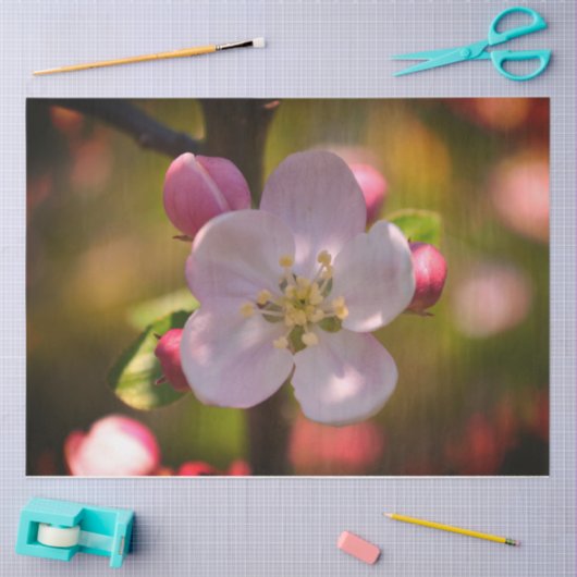 Apple Blossom Seidenpapier (Basteln)