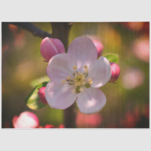 Apple Blossom Seidenpapier