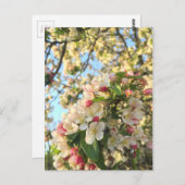 Apple Blossom Sunshine Postkarte (Vorne/Hinten)