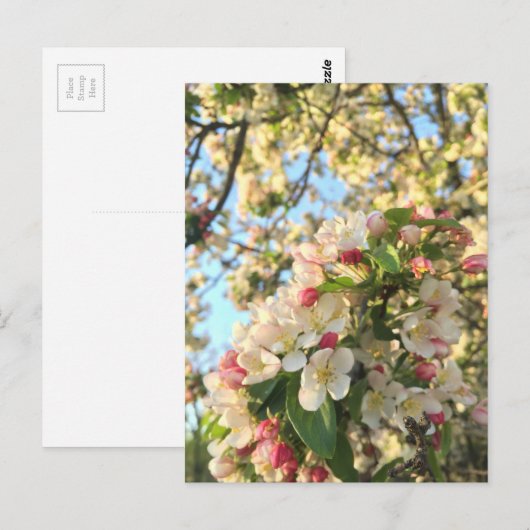 Apple Blossom Sunshine Postkarte (Vorne/Hinten)