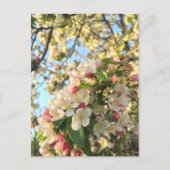 Apple Blossom Sunshine Postkarte (Vorderseite)