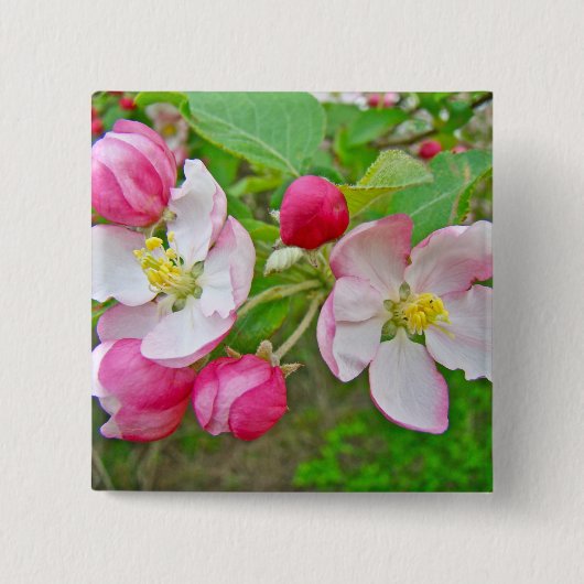 Apple Blossom Time Button (Vorderseite)
