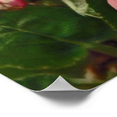 Apple Blossom Time Poster (Ecke)
