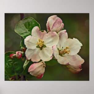 Apple Blossom Time Poster