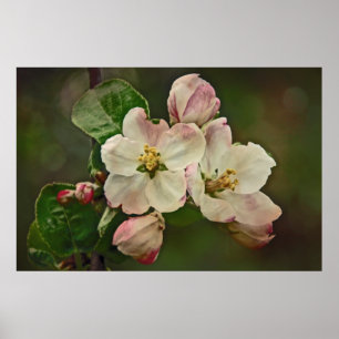Apple Blossom Time Poster