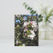 Apple Blossom Time Postkarte (Stehend Vorderseite)