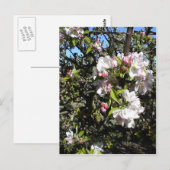 Apple Blossom Time Postkarte (Vorne/Hinten)