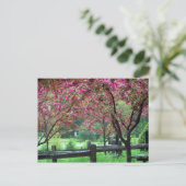 Apple Blossom Time Postkarte (Stehend Vorderseite)