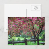 Apple Blossom Time Postkarte (Vorne/Hinten)