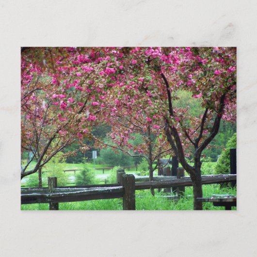 Apple Blossom Time Postkarte (Vorderseite)