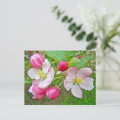 Apple Blossom Time Postkarte (Stehend Vorderseite)