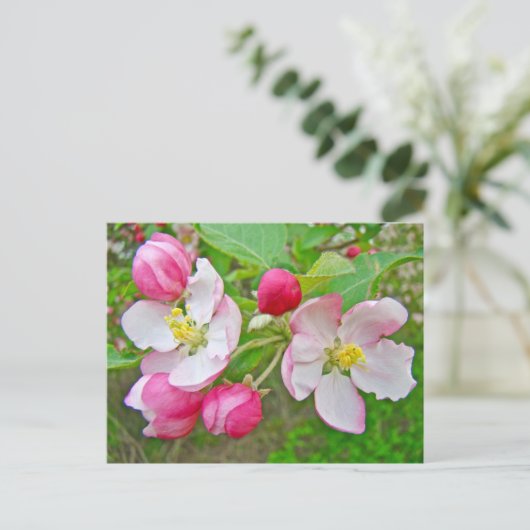 Apple Blossom Time Postkarte (Stehend Vorderseite)