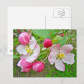 Apple Blossom Time Postkarte (Vorne/Hinten)