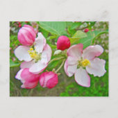 Apple Blossom Time Postkarte (Vorderseite)