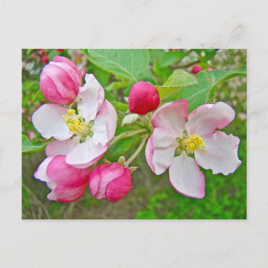 Apple Blossom Time Postkarte (Vorderseite)