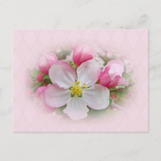 Apple Blossom Time Postkarte (Vorderseite)