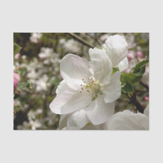 Apple Blossom Tissue Seidenpapier (Vorderseite)