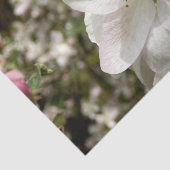 Apple Blossom Tissue Seidenpapier (Ausschnitt)