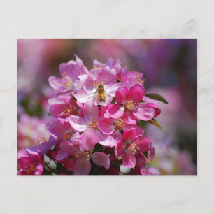Apple Blossom und Honey Bee Postcard Postkarte