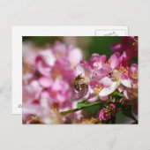 Apple Blossom und Honey Bee Postcard Postkarte (Vorne/Hinten)