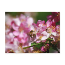 Apple Blossom und Honey Bee Postcard