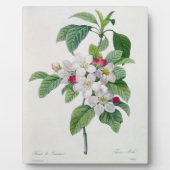 Apple Blossom von 'Les Choix des Plus Belles Fotoplatte (Vorderseite)