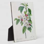 Apple Blossom von 'Les Choix des Plus Belles Fotoplatte (Seite)