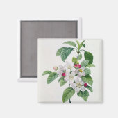 Apple Blossom von 'Les Choix des Plus Belles Magnet (Vorderseite/Rückseite)