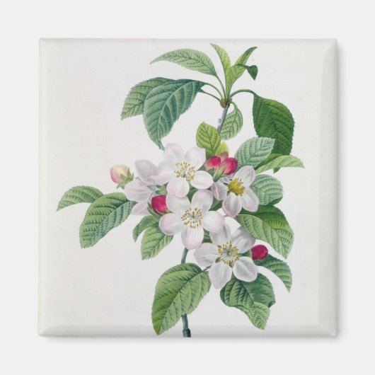 Apple Blossom von 'Les Choix des Plus Belles Magnet (Vorne)