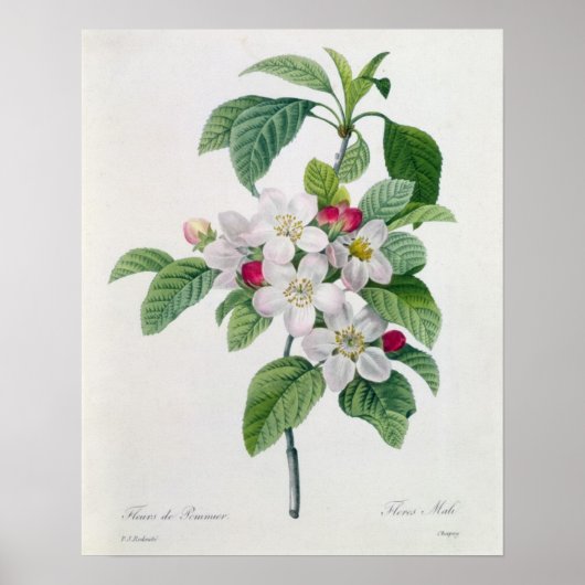 Apple Blossom von 'Les Choix des Plus Belles Poster (Vorne)