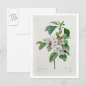 Apple Blossom von 'Les Choix des Plus Belles Postkarte (Vorne/Hinten)