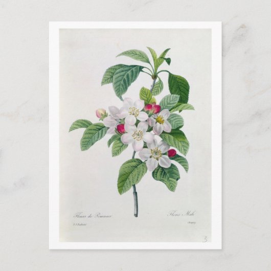 Apple Blossom von 'Les Choix des Plus Belles Postkarte (Vorderseite)