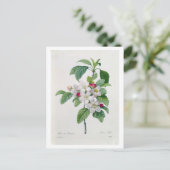Apple Blossom von 'Les Choix des Plus Belles Postkarte (Stehend Vorderseite)