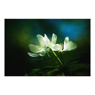 Apple Blossom - zwei Blume Fotodruck