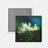 Apple Blossom - zwei Blume Magnet (Vorderseite/Rückseite)