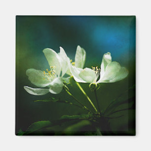 Apple Blossom - zwei Blume Magnet
