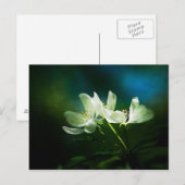 Apple Blossom - zwei Blume Postkarte (Vorne/Hinten)