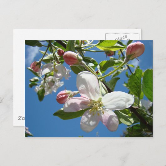 APPLE BLOSSOME Postkarten Frühjahrskarten (Vorne/Hinten)