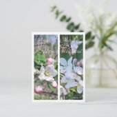 APPLE BLOSSOMS LESEZEICHEN POSTKARTE (Stehend Vorderseite)