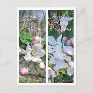 APPLE BLOSSOMS LESEZEICHEN POSTKARTE
