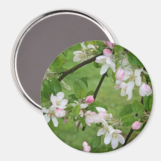 Apple Blossoms Magnet (Vorderseite/Rückseite)