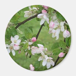 Apple Blossoms Magnet